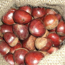 Wholesale Chestnut Raw Sweet Fresh Chestnut